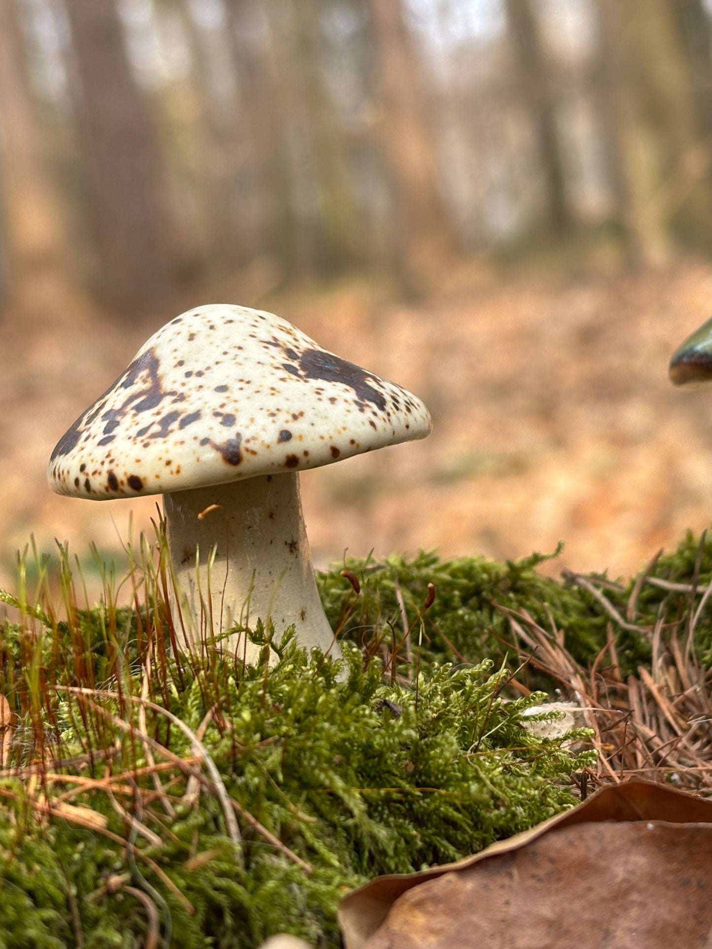 Malí hříbci – lesní přátelé pro váš domov